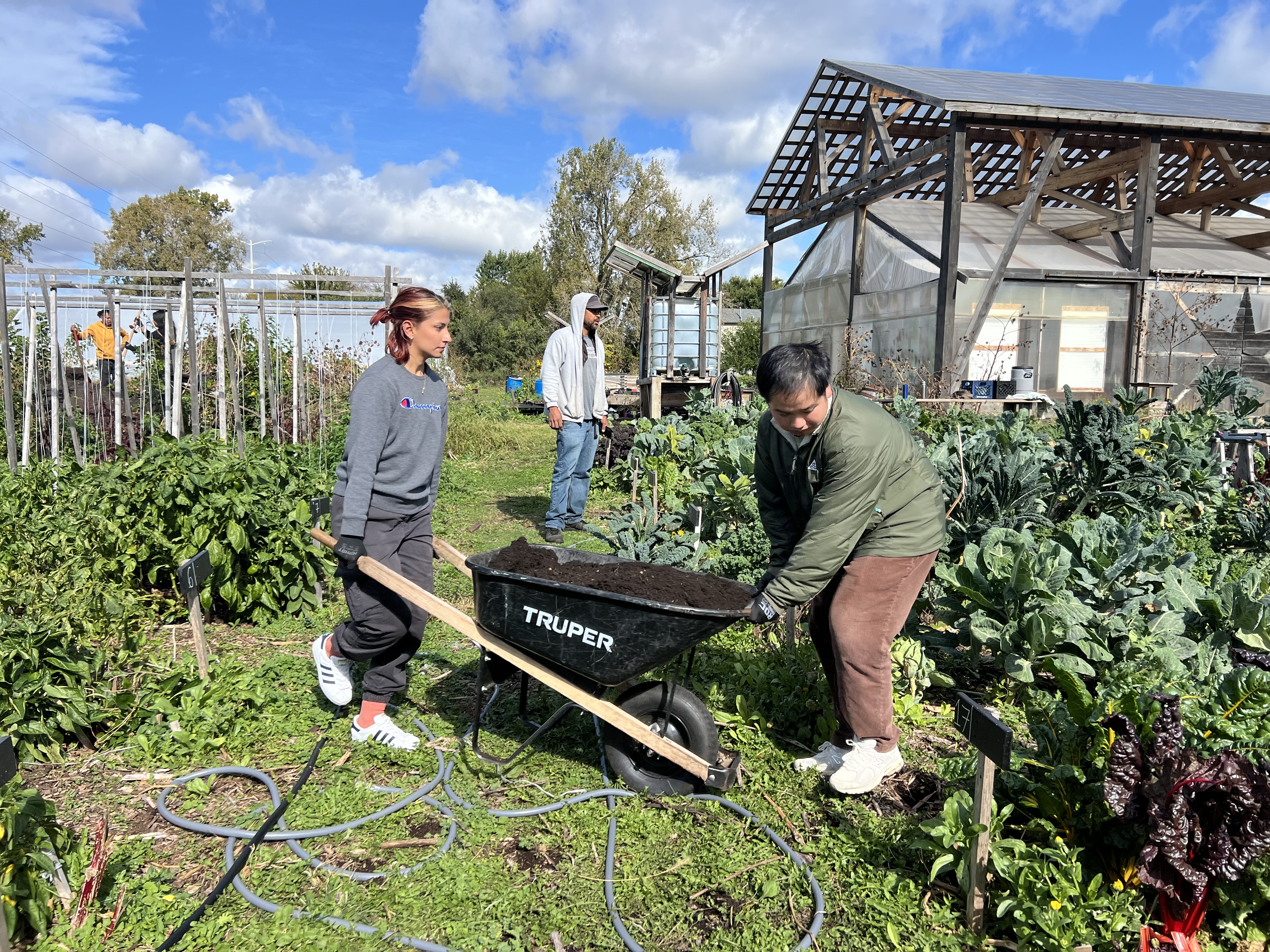 Two people in a garden push a wheelbarrow together