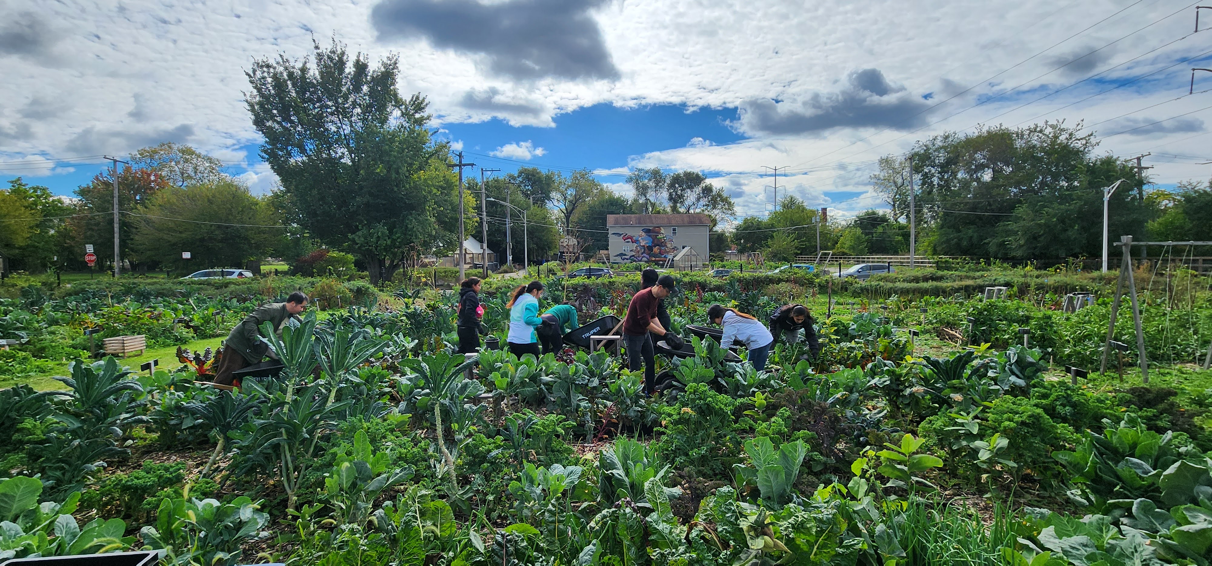 Students working in a garden