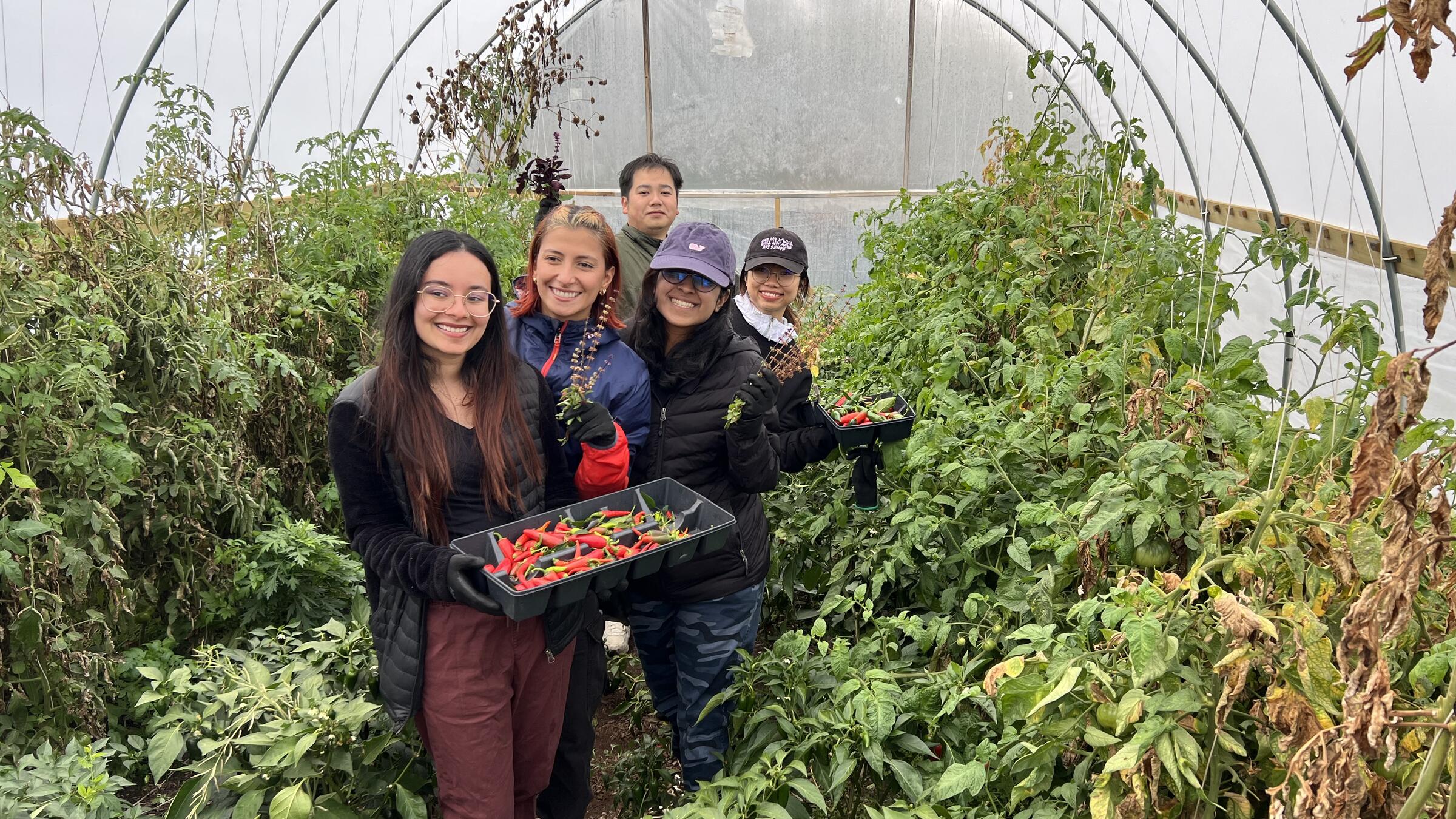 Students harvesting vegetables in a green house