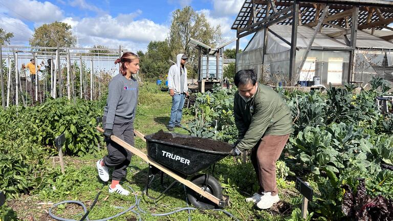 Two people in a garden push a wheelbarrow together