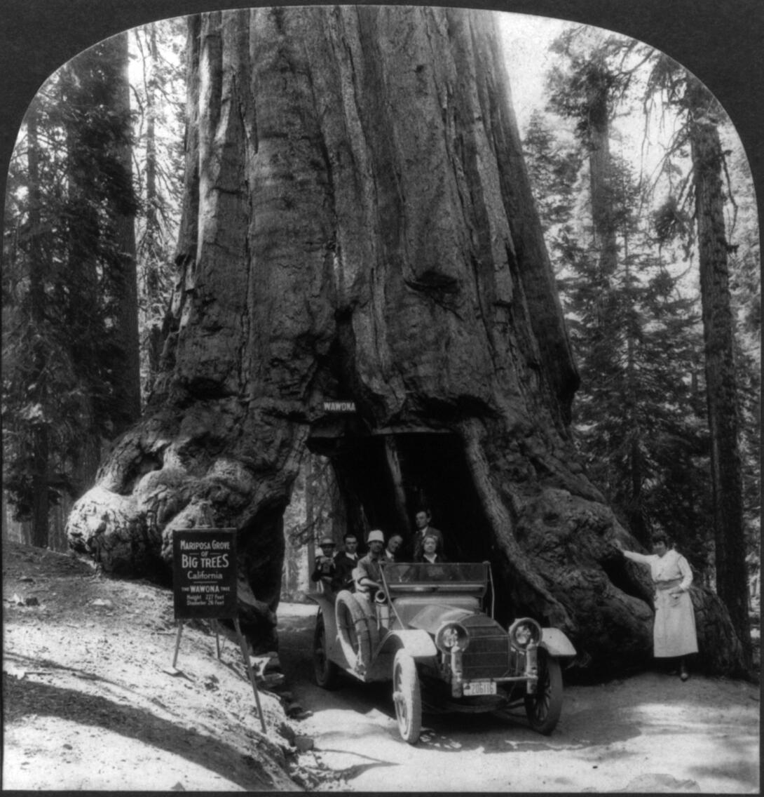 black and white photo of a group of people driving a car through a tunnel in a large tree